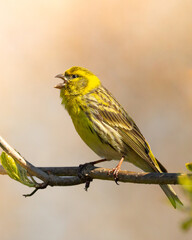 Bird European serin Serinus serinus perched on the tree, Poland Europe