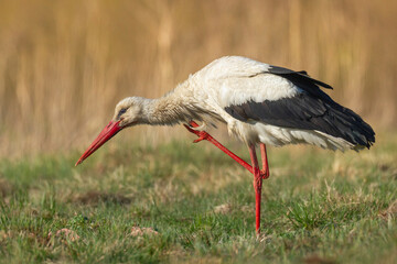 Bird White Stork Ciconia ciconia hunting time early spring in Poland Europe warm colors sundown