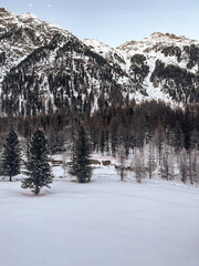 Breathtaking winter landscape featuring snow-capped mountain peaks above a dense evergreen pine forest and a pristine, untouched white snow field under a clear blue winter sky.