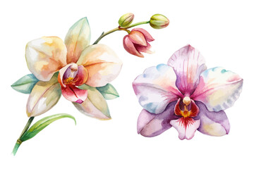Naklejka premium watercolor orchid and tropical flower set for decor isolated on white background