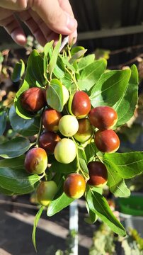 A hand holds jujube fruits on branches with glossy green leaves. The fruits range from green to reddish-brown, showing ripening stages. Ziziphus jujuba. Freshly picked jujube fruits.