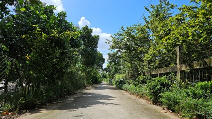 Obraz premium Rural concrete road surrounded by lush tropical trees under a partly cloudy sky in the Mekong Delta, Vietnam.