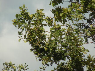 green leaves against the sky