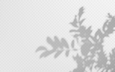 Shadow overlay ashberry twig on transparent background