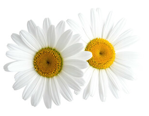 Two white daisies with yellow centers, close-up (1)
