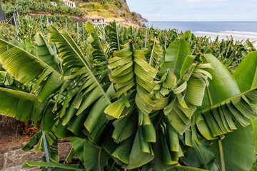 Green banana leaves in BAM - banana plantation and museum on Madeira Island, Portugal © Fotokon