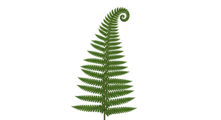Isolated Fern Leaf, Exotic Green Plant, Botanical Beauty, Tropical Jungle Flora and Rainforest