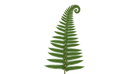 Isolated Fern Leaf, Exotic Green Plant, Botanical Beauty, Tropical Jungle Flora and Rainforest