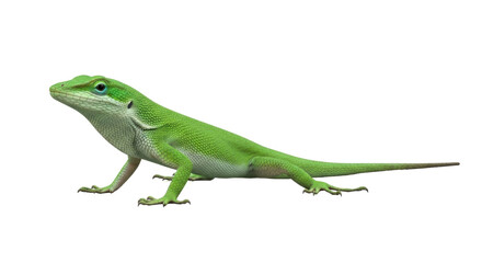 Isolated Anolis Lizard, also called American Chameleon, Green Anole, clinging reptile on studio