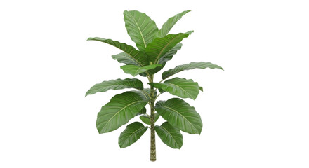 Isolated tropical foliage plant, lush green leaves, verdant stem, elegant, indoors, stylish