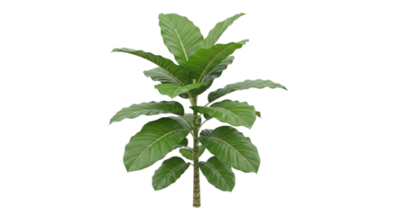 Isolated tropical foliage plant, lush green leaves, verdant stem, elegant, indoors, stylish