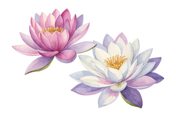 watercolor lotus flowers floating isolated on white background