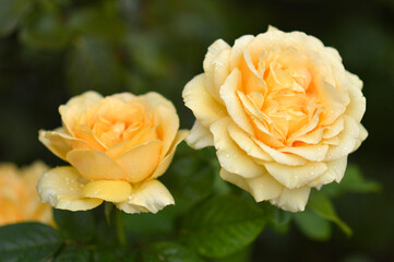 blooming yellow roses in the garden