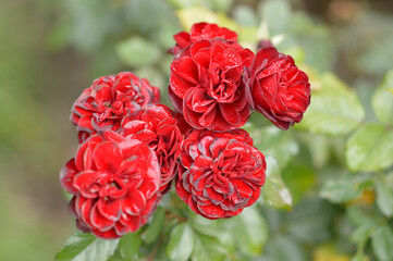 blooming red roses in the sunlight and rain