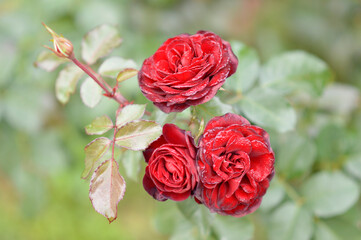 blooming red roses in the sunlight and rain