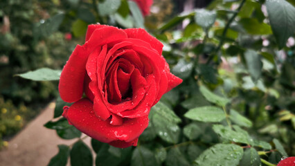 blooming red roses in the sunlight and rain