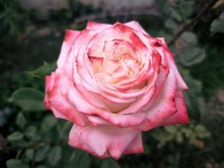 blooming white roses with pink border in the garden, close up