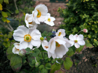 blooming white japanese anemone in the garden