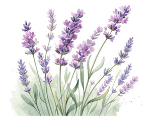 Naklejka premium Watercolor Lavender Flowers with Stem Hand Painted vector illustration