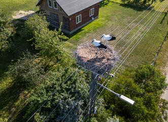 Young storks in a nest on a electricity pylon in a vilage in Mazowsze region, Poland