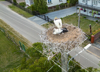 Young storks in a nest on a electricity pylon in a vilage in Mazowsze region, Poland