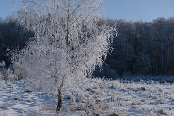 FROSTY WINTER - White hoarfrost on the tree and snow on the river valley