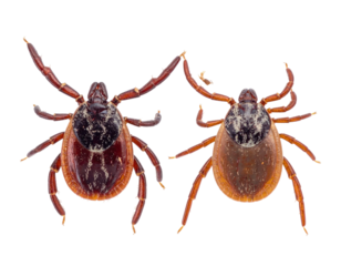 Two ticks, reddish-brown, segmented bodies, eight legs, dorsal view