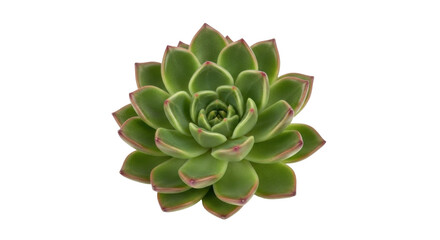 Isolated green succulent plant, vibrant rosette with red tips, captivating botanical beauty