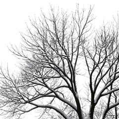 Bare Winter Tree Branches with Snow – Minimal Silhouette PNG, Transparent Background