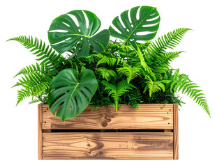 Lush green plants in a wooden crate