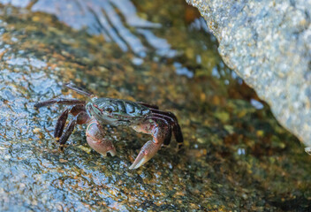 A Korean green sea crab sits on a rock near the water during low tide.