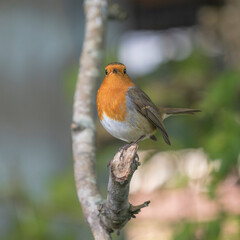 European Robin on tree branch.