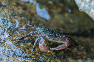 A small green Korean crab on a rock close-up
