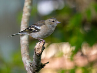 A common chaffinch with soft plumage is standing on a tree branch, reflecting beautiful natural light. The setting captures the essence of forest tranquility