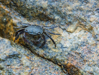 Small crab on a rock, top view