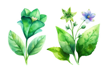 Watercolor Green Botanical Leaves with Wildflowers isolated on white background