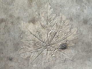 Close up of decorative maple leaf pattern moulded on grey cement concrete surface. Embedded foliage leaves on a grey surface, elegant looking. Seamless background texture. © TMR Studio