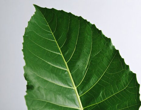 Close-up of a vibrant green leaf (12)