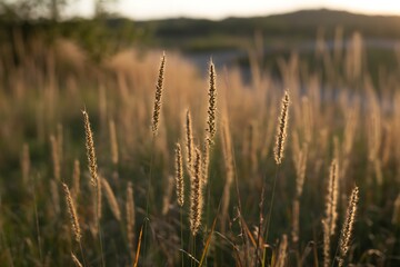 Obraz premium Golden hour illuminates a serene meadow with tall grasses swaying in the breeze, perfect for conveying tranquility and natural beauty in your designs