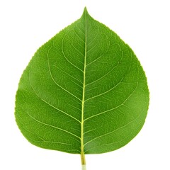 Obraz premium Close-up of a vibrant green leaf (14)
