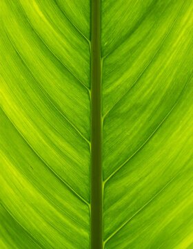 Close-up of a vibrant green leaf (13)