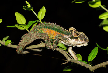 A stunning Natal Midlands Dwarf Chameleon (Bradypodion thamnobates), climbing a tree. A near...