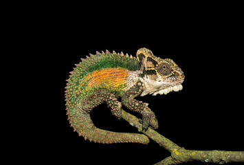 A stunning Natal Midlands Dwarf Chameleon (Bradypodion thamnobates), climbing a tree. A near threatened chameleon species endemic to inland Midlands, South Africa
