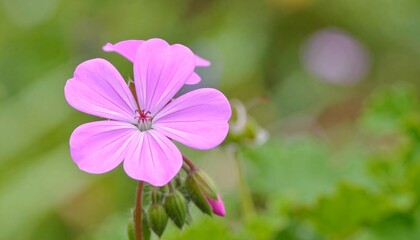 Fototapeta premium Close-up of a pink flower