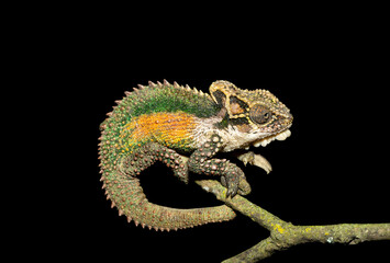 A stunning Natal Midlands Dwarf Chameleon (Bradypodion thamnobates), climbing a tree. A near...