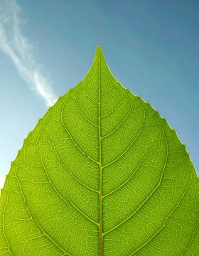 Close-up of a vibrant green leaf against a partly cloudy sky