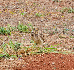 Burrowing Owl Standing in Dry Field