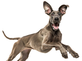 A gray great dane dog leaping forward with its ears flapping and mouth open against a white background