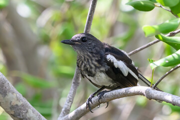 Oriental magpie robin