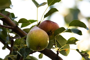 Close-up of ripe pears hanging on a tree branch with green leaves in sunlight, perfect for agriculture, food, orchard, and healthy lifestyle themes.
